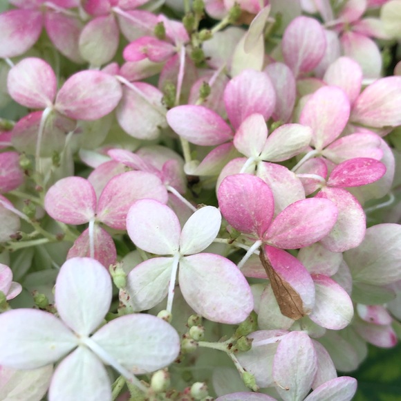 Meet your Posher, Marie-eve - Picture 2 of 3